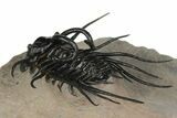 Dicranurus Trilobite - Free Standing Spines! #189958-6